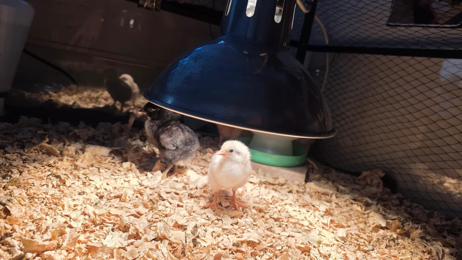 Young chicks in their enclosure under a heat lamp